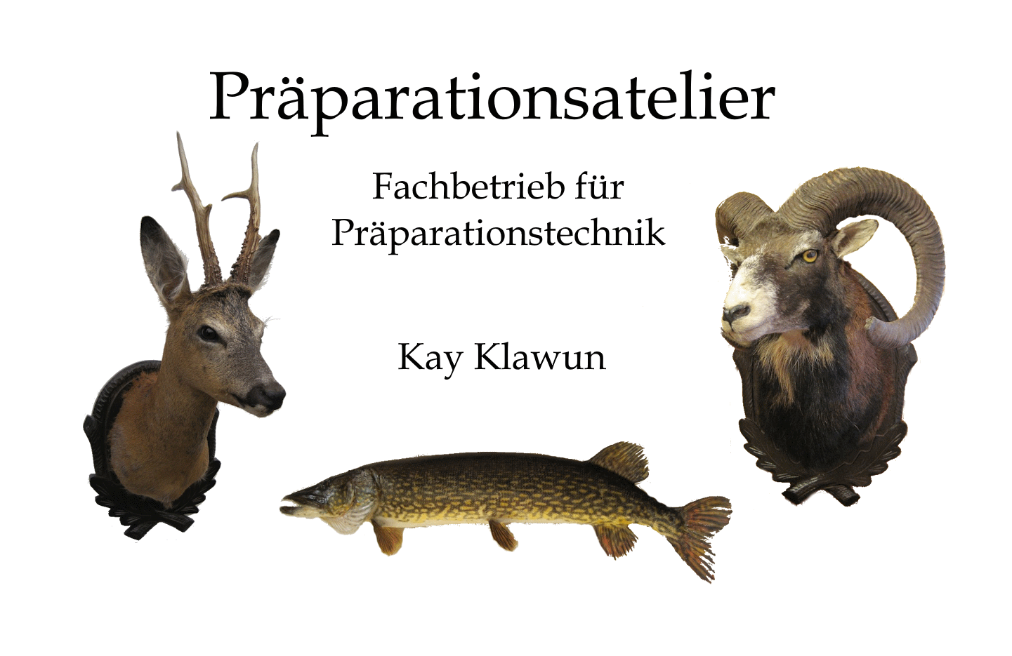 Präparationsatelier Kay Klawun