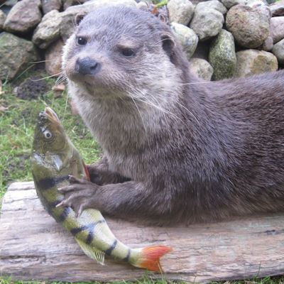 Fischotter mit Barsch