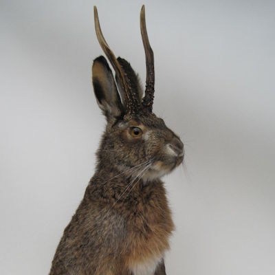 Wolpertinger