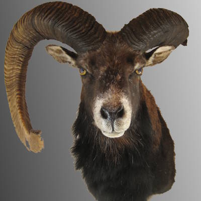 Muffel mit abgebrochener Schnecke