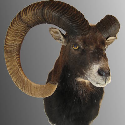 Muffel mit abgebrochener Schnecke