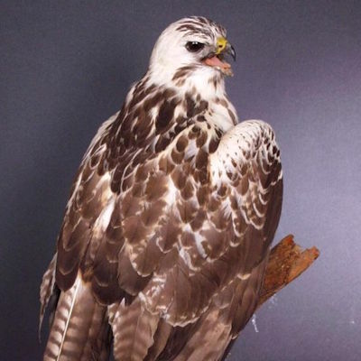 Bussard