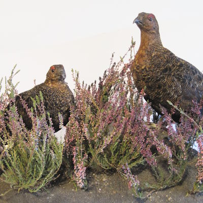 Schneehühner im Sommerkleid